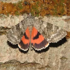 Semirelict Underwing Moth thumbnail 2