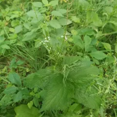 white vervain thumbnail 4