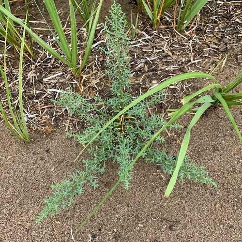 saltwort