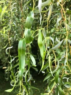 weeping willow thumbnail 2