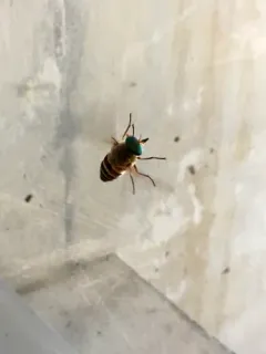 Stonemyia californica thumbnail 3