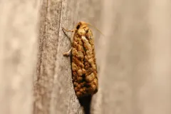 Juniper Budworm Moth thumbnail 2