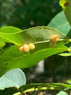 Hickory Bumpy Woody Gall Midge thumbnail 2