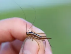 Saltmarsh Meadow Katydid thumbnail 3