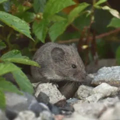 Eastern Meadow Vole thumbnail 3