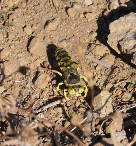 Steniolia tibialis