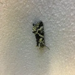 Salt-and-pepper Looper Moth thumbnail 1