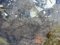 Chordaria flagelliformis thumbnail 4