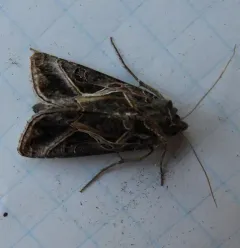 Silver Whip Moth thumbnail 2