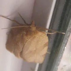 Allen's Tortrix Moth thumbnail 3