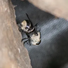 Mouse Bot Fly thumbnail 1