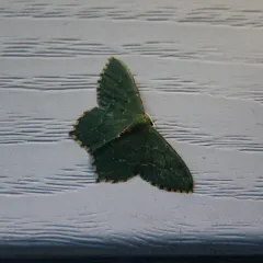 Common Emerald thumbnail 4
