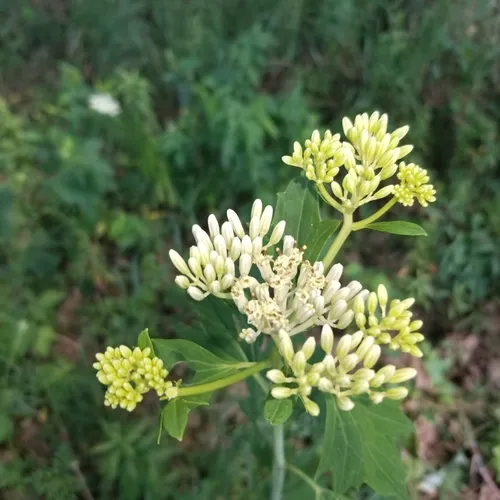 pale Indian plantain