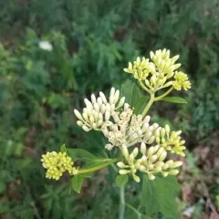 pale Indian plantain thumbnail 1