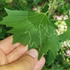 Phyllocnistis insignis thumbnail 2