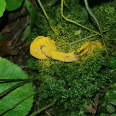 bolete mould thumbnail 3