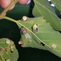 Hackberry Nipplegall Psyllid thumbnail 2