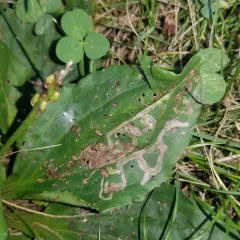 Northern Plantain Flea Beetle thumbnail 3
