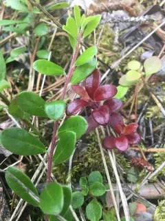 bearberry redstem thumbnail 2