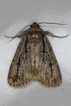 Sympistis tenuistriga thumbnail 2