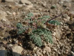 Waxy Springparsley thumbnail 2