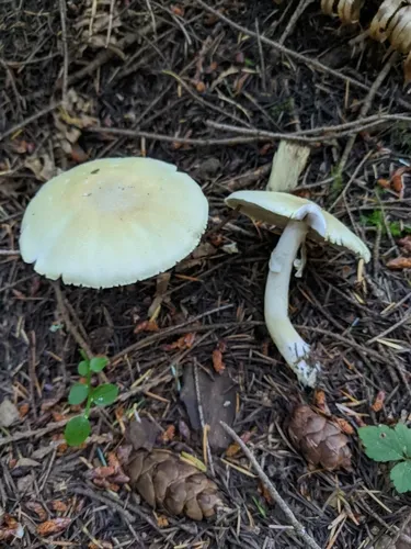Agaricus abruptibulbus