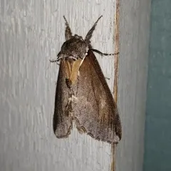 Elegant Prominent thumbnail 1