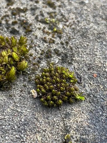 Aspen Bristle-moss