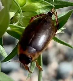 Double-marked Swimming Beetle thumbnail 2
