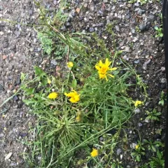 narrow-leaved hawksbeard thumbnail 3