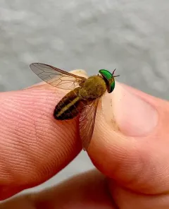 Tabanus quinquevittatus thumbnail 3