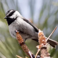 Mountain Chickadee thumbnail 2