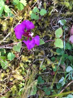 Elegant Clarkia thumbnail 2