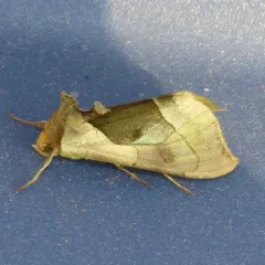 Hologram Moth thumbnail 2