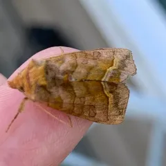 Dark-spotted Looper Moth thumbnail 4