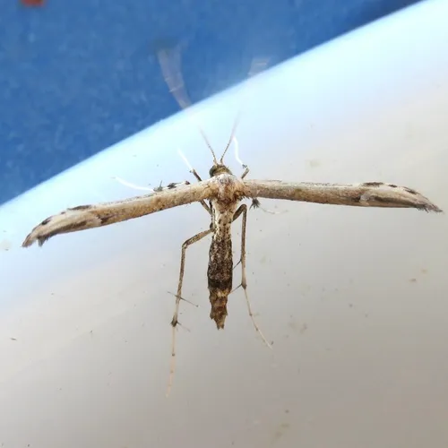 Eupatorium Plume Moth