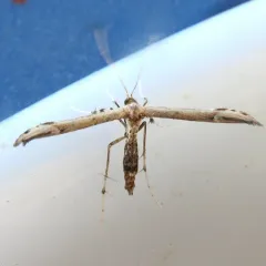 Eupatorium Plume Moth thumbnail 1