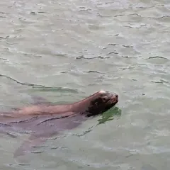 California Sea Lion