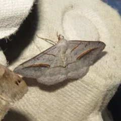 Yellow-lined Angle thumbnail 1