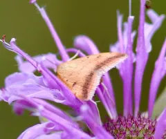 Sociable Pyrausta Moth thumbnail 2