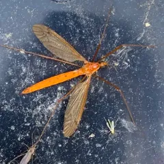 Nephrotoma cingulata thumbnail 3