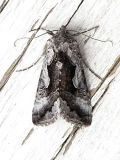 Surena Looper Moth thumbnail 2