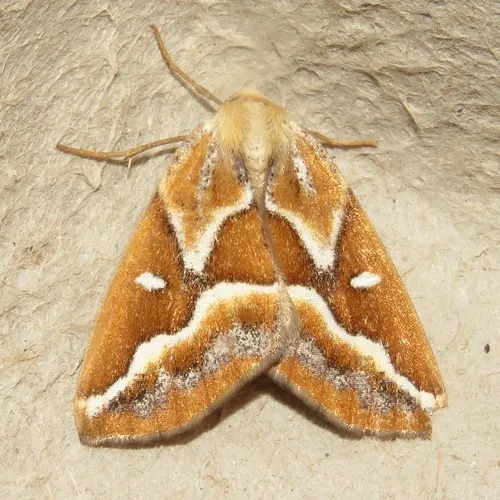 Brown Pine Looper Moth