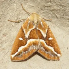 Brown Pine Looper Moth thumbnail 1