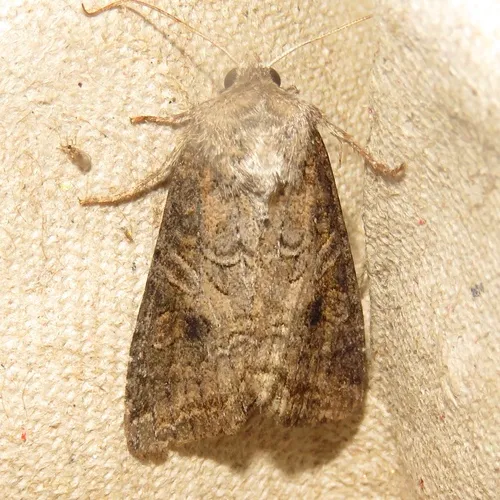 Aster Cutworm