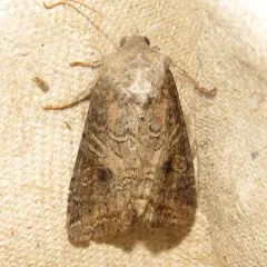 Aster Cutworm thumbnail 1
