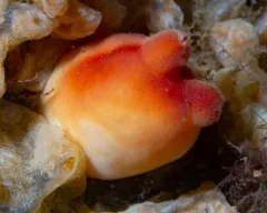 Sea Peach thumbnail 1