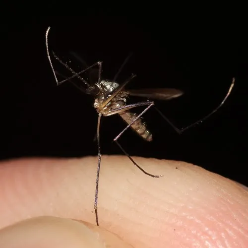Eastern Treehole Mosquito