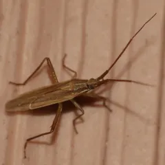 Three-spined Grass Bug thumbnail 3