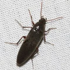 Punctate Synchronized Bark Beetle thumbnail 2